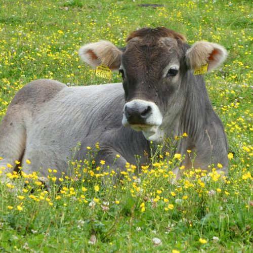 cow-4520166_1280
